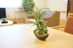 リラックス空間の観葉植物