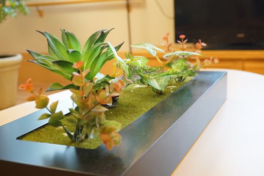 リビングの観葉植物
