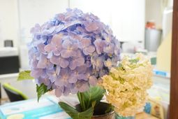 紫陽花が映える空間