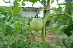 緑のトマトと葉