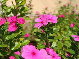 鮮やかなピンクの花