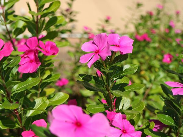 鮮やかなピンクの花