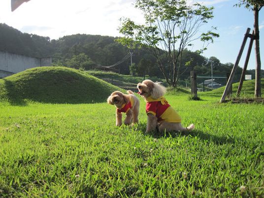 施設の写真 芝生の広場で遊ぶ２匹の犬。毛の長い小型犬で赤と黄色のおそろいの服を着ている。