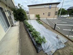 ケアハウスの野菜畑