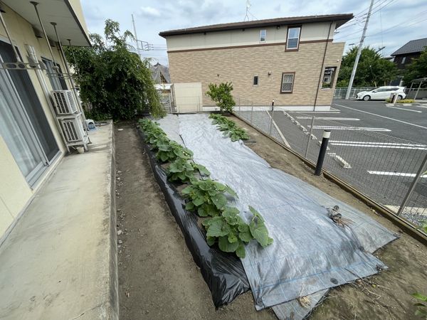 ケアハウスの野菜畑