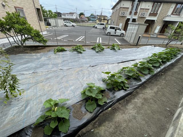 ゆったりとした中庭 中庭 手入れがされた野菜が植えられた広々としたスペースです。日々の散歩や園芸活動にも最適な環境を備えております。