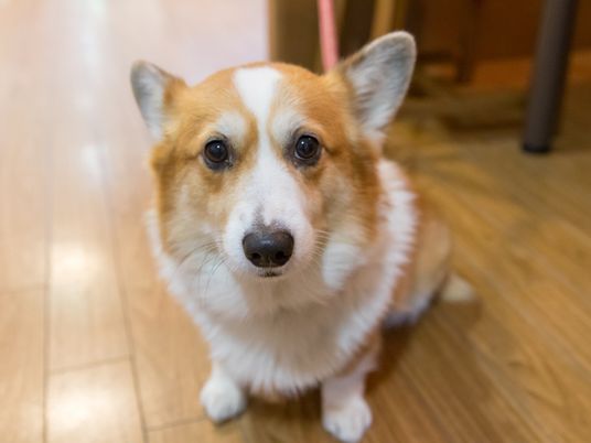  椅子と犬の廊下  