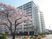 桜並木と建物の外観