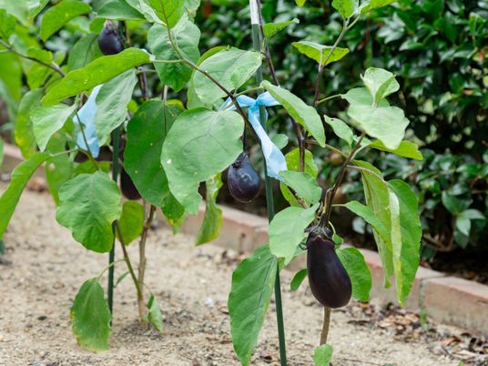 紫色野菜の育成中庭