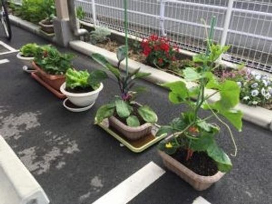 鉢植えのある庭  