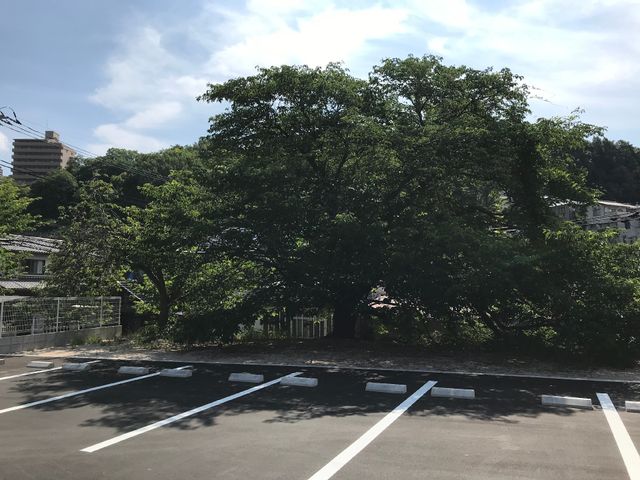 緑豊かな中庭 駐車場 駐車場から見える緑溢れる景色は、日々の安らぎを提供しています。空の青と緑のコントラストが心を癒します。