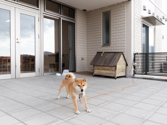 犬とバルコニーの様子