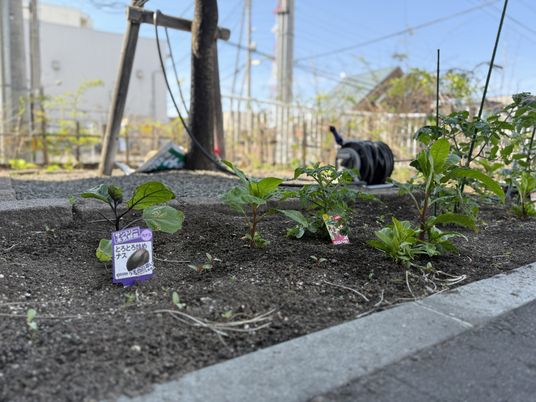 育ち行く野菜の畑