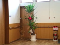 廊下の一角と植物