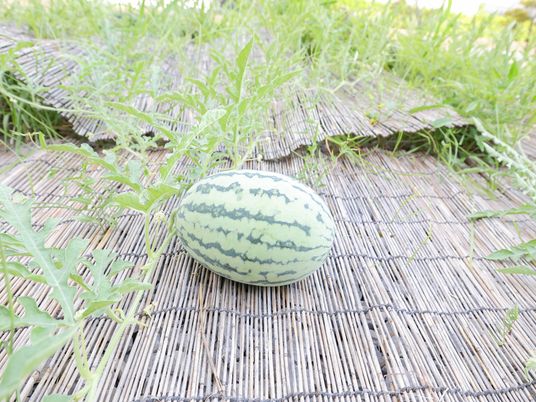 中庭のすいか