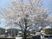 桜が咲く清々しい春景色