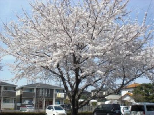 桜が咲く清々しい春景色