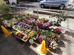 色とりどりの花々の中庭