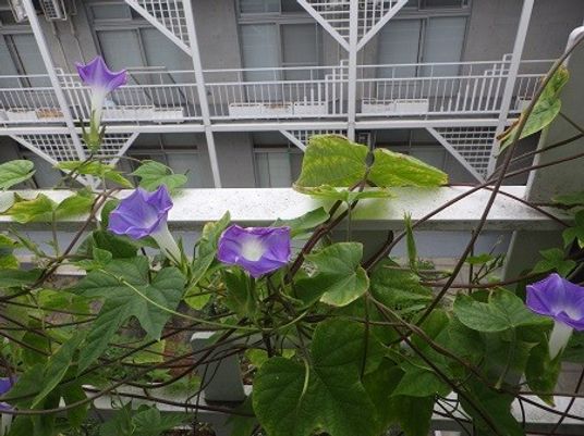 朝顔の咲く中庭  