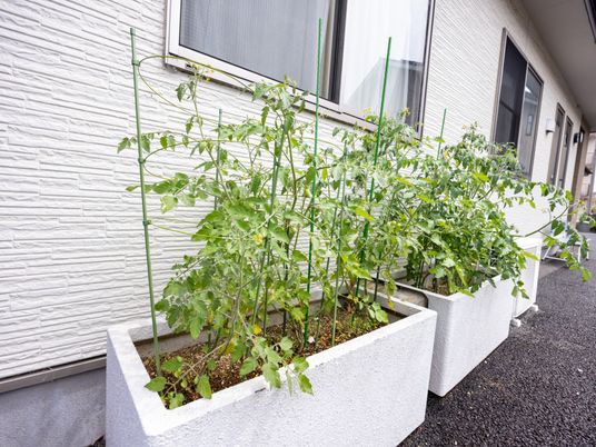 植物が添えられた外観