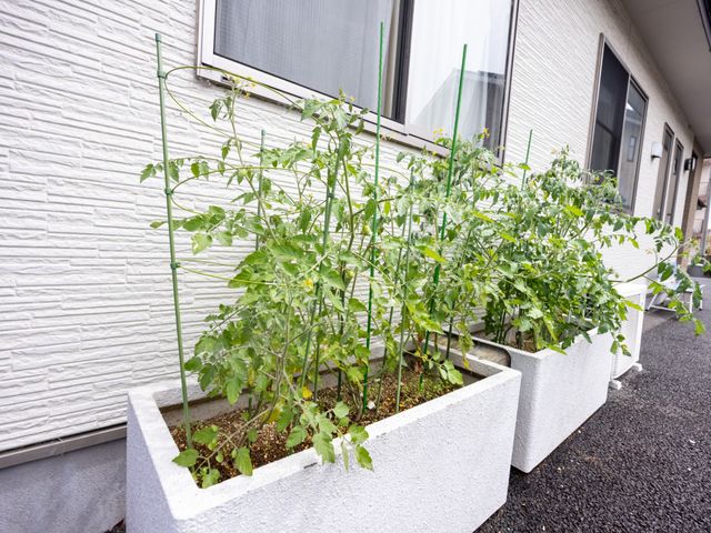 植物が添えられた外観