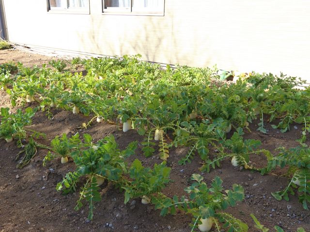 手入れされた野菜の畑 農園 ゆとりある中庭で、新鮮な野菜を育てる楽しみを提供しています。自然に囲まれた環境で心身ともに健康を支援します。
