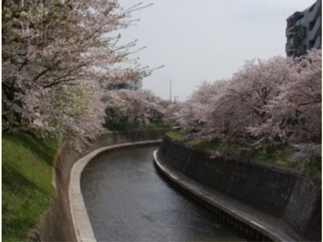 川沿いの桜並木 レクリエーション 施設周辺は桜でいっぱいで、季節を感じながら散策が楽しめます。自然に囲まれた環境で働くことができます。