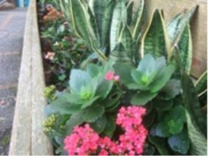 手入れされた植物の庭