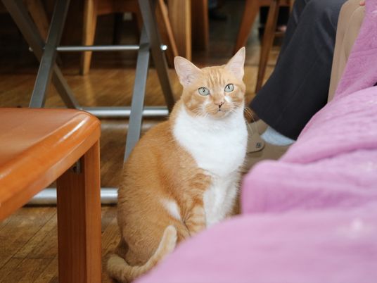 椅子の間の茶色い猫