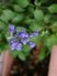 紫色の花が映る庭
