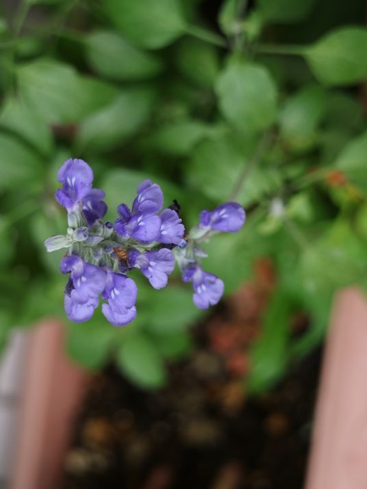 紫色の花が映る庭