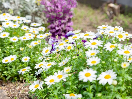 美しい庭の花々