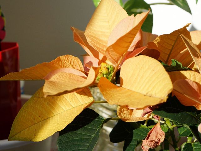  日差しに映える植物  