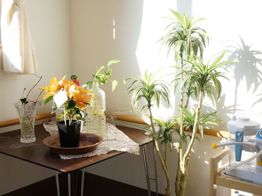  日差しの中の観葉植物  