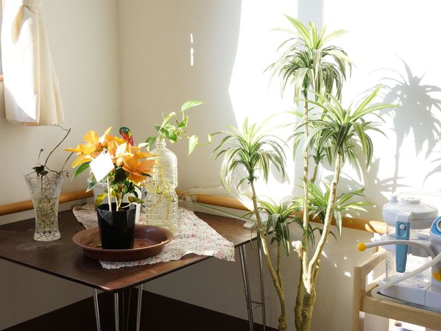  日差しの中の観葉植物  