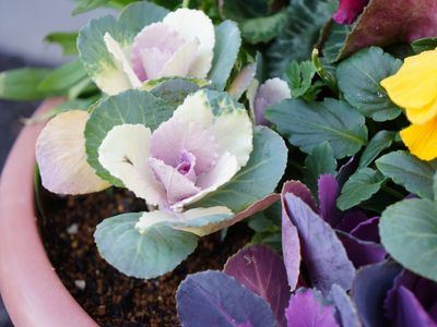 鮮やかな植物の寄せ植え  