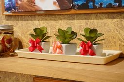 多肉植物の飾り付け