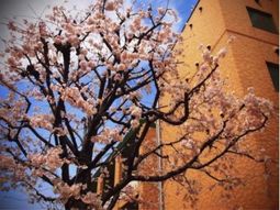 桜と青空の外観