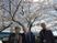 桜と人たちの屋外