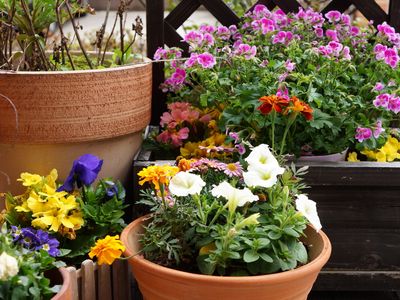 花々が咲く施設の中庭