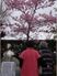 桜木立と銅像前の人々