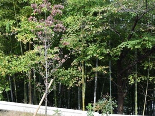 緑豊かな中庭の部分