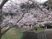 桜が咲く中庭景観