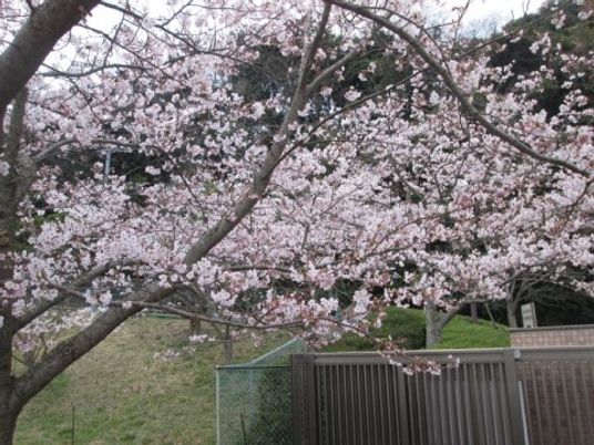 桜が咲く中庭景観