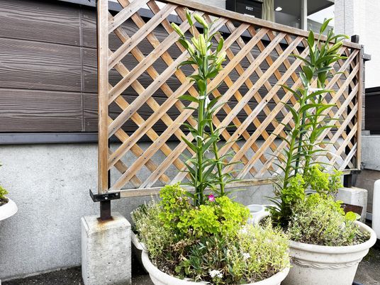 プランターの植物