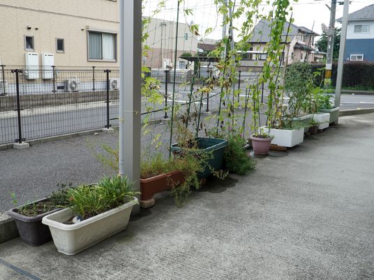 緑豊かな中庭
