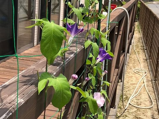 朝顔のある木製デッキ  