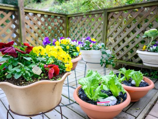 中庭の植物と野菜