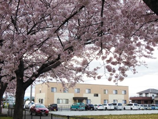 桜と建物