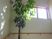 光り輝く窓辺の植物